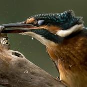 Oplev Naturfotograf Jan Nielsens smukke fuglefotos